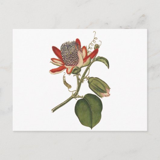 Carte Postale Fleur vintage Passion (Devant)