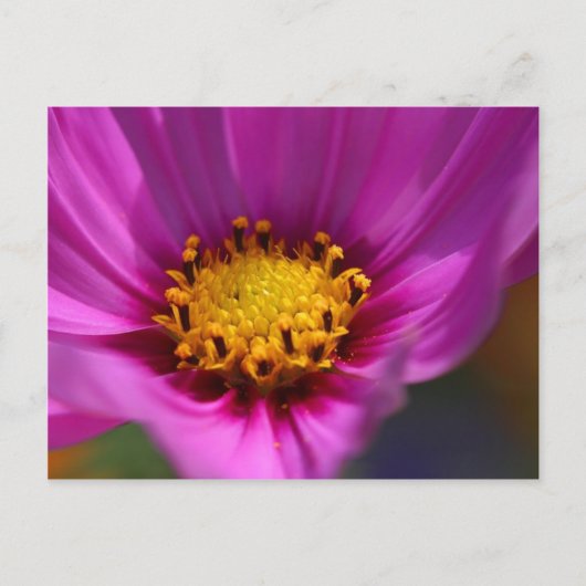 Carte Postale Fleur violet (Devant)
