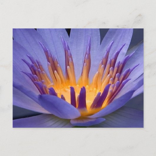 Carte Postale Fleur violet et or (Devant)