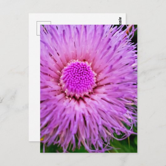 Carte Postale Fleur violet et rose (Devant / Derrière)