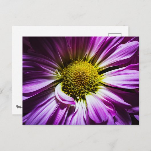 Carte postale Fleur Violette (Devant / Derrière)