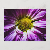 Carte postale Fleur Violette (Devant)