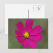 Carte Postale fleur violette (Devant / Derrière)