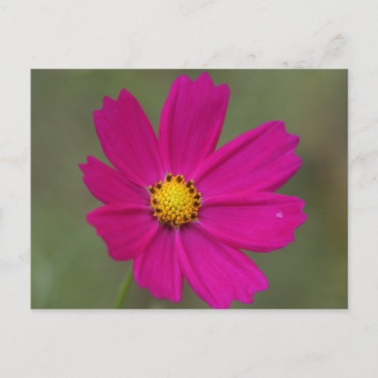 Carte Postale fleur violette (Devant)