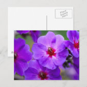 Carte Postale Fleur violette (Devant / Derrière)