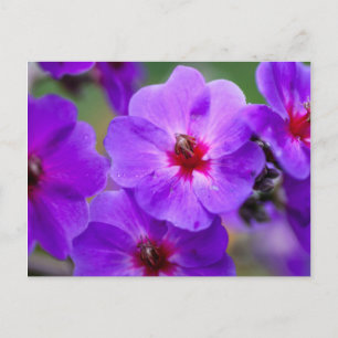 Carte Postale Fleur violette