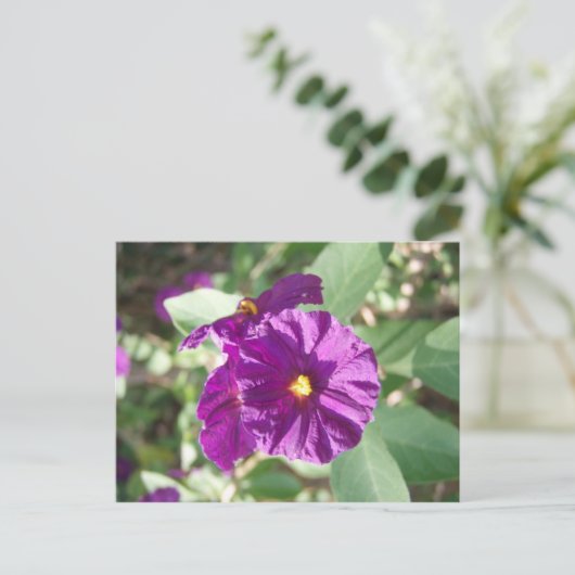 Carte Postale Fleur violette (Debout devant)