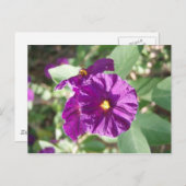 Carte Postale Fleur violette (Devant / Derrière)
