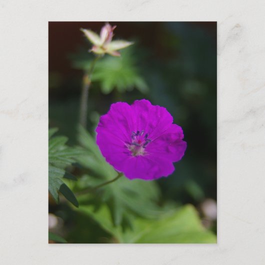 Carte Postale Fleur Violette (Devant)