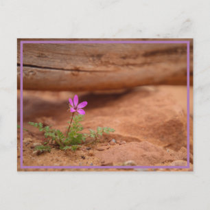 Carte Postale fleur violette
