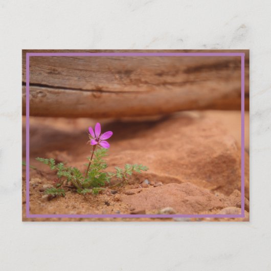 Carte Postale fleur violette (Devant)