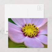 Carte Postale Fleur violette (Devant / Derrière)