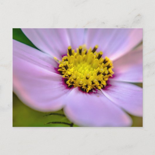 Carte Postale Fleur violette (Devant)