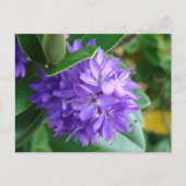 Carte Postale Fleur violette à Clifden, Irlande (Devant)