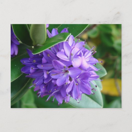 Carte Postale Fleur violette à Clifden, Irlande (Devant)