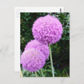 Carte Postale Fleur violette Allium (Devant / Derrière)