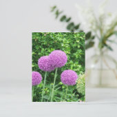 Carte Postale Fleur violette Allium (Debout devant)