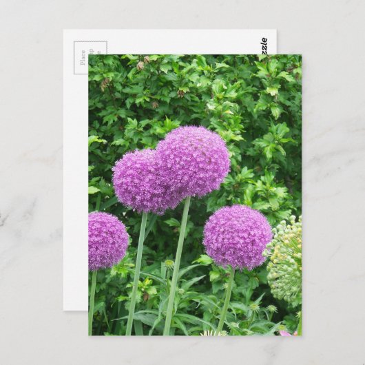Carte Postale Fleur violette Allium (Devant / Derrière)