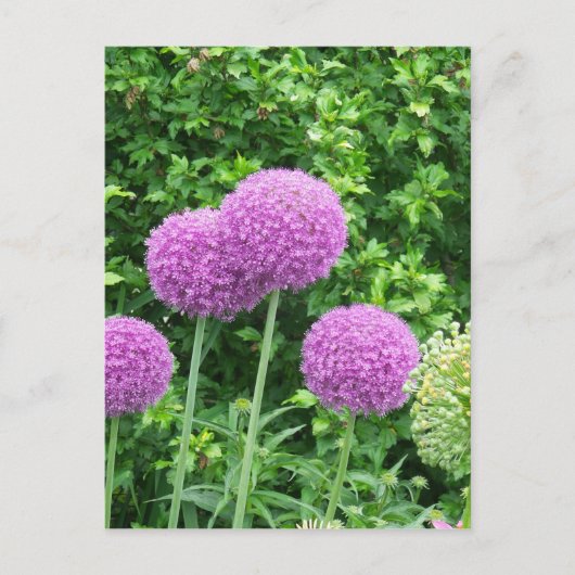 Carte Postale Fleur violette Allium (Devant)