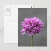Carte Postale fleur violette avec fourmi (Devant / Derrière)