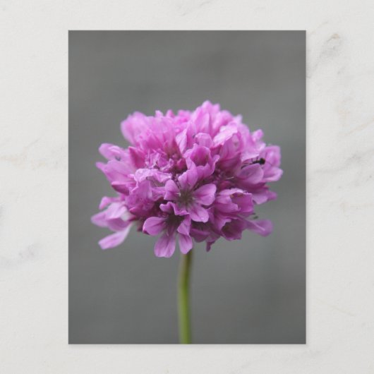 Carte Postale fleur violette avec fourmi (Devant)
