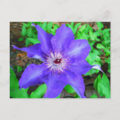 Carte Postale Fleur violette Clematis (Devant)