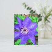 Carte Postale Fleur violette Clematis (Debout devant)