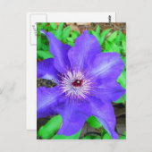 Carte Postale Fleur violette Clematis (Devant / Derrière)