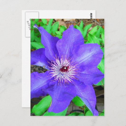 Carte Postale Fleur violette Clematis (Devant / Derrière)