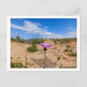 Carte Postale Fleur violette d'Arménie (Devant)
