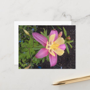 Carte Postale Fleur violette de l'Alaska 