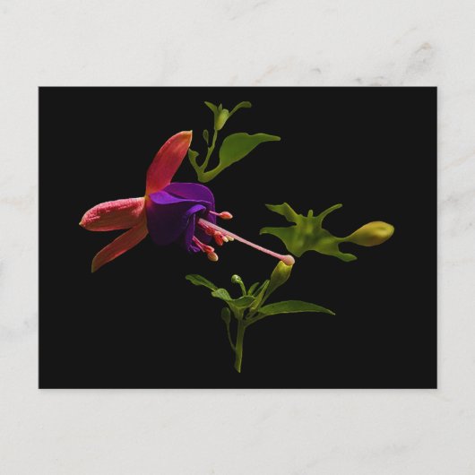 Carte Postale Fleur violette Fuchsia (Devant)