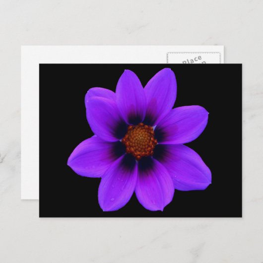 Carte Postale Fleur violette sauvage à Dusk (Devant / Derrière)