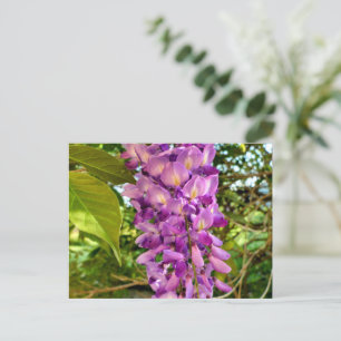 Carte Postale Fleur Wisteria