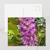 Carte Postale Fleur Wisteria (Devant / Derrière)
