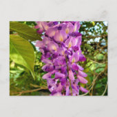 Carte Postale Fleur Wisteria (Devant)