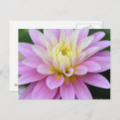 Carte postale Fleur Zen - Dahlia (Devant / Derrière)