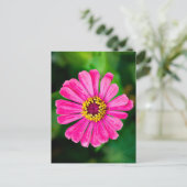 Carte Postale Fleur Zinnia rose (Debout devant)
