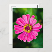Carte Postale Fleur Zinnia rose (Devant / Derrière)