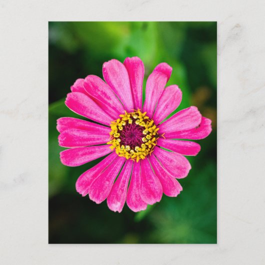 Carte Postale Fleur Zinnia rose (Devant)