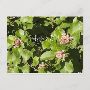 Carte Postale FleurCalifornie : Abeille de sucre !