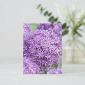 Carte postale Fleurie Allium Flowers (Debout devant)