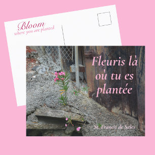 Carte Postale Fleuris là où tu es plantée Pink Floral