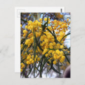 Carte Postale Fleurissement d'un hochet jaune australien (Devant / Derrière)