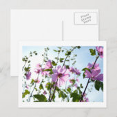 Carte Postale Fleurit d'arbre en été (Devant / Derrière)
