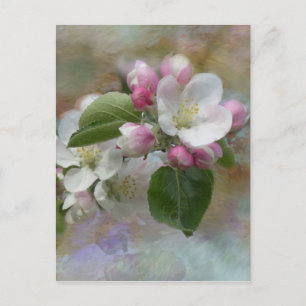 Carte Postale Fleurit de l'arbre Apple