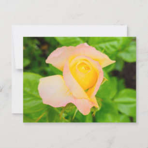 Carte Postale Fleurs