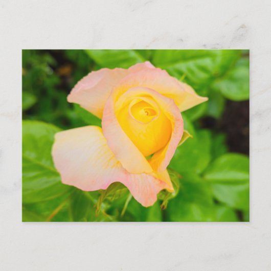 Carte Postale Fleurs (Devant)