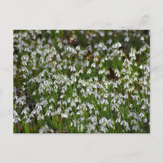 Carte Postale Fleurs