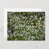 Carte Postale Fleurs (Devant / Derrière)